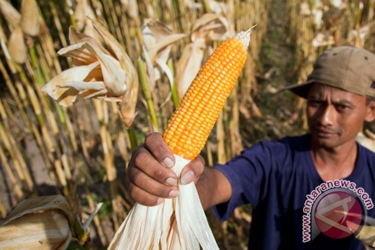 TSP Sukarami jadi pengembangan pertama Jagung tongkol empat di Indonesia