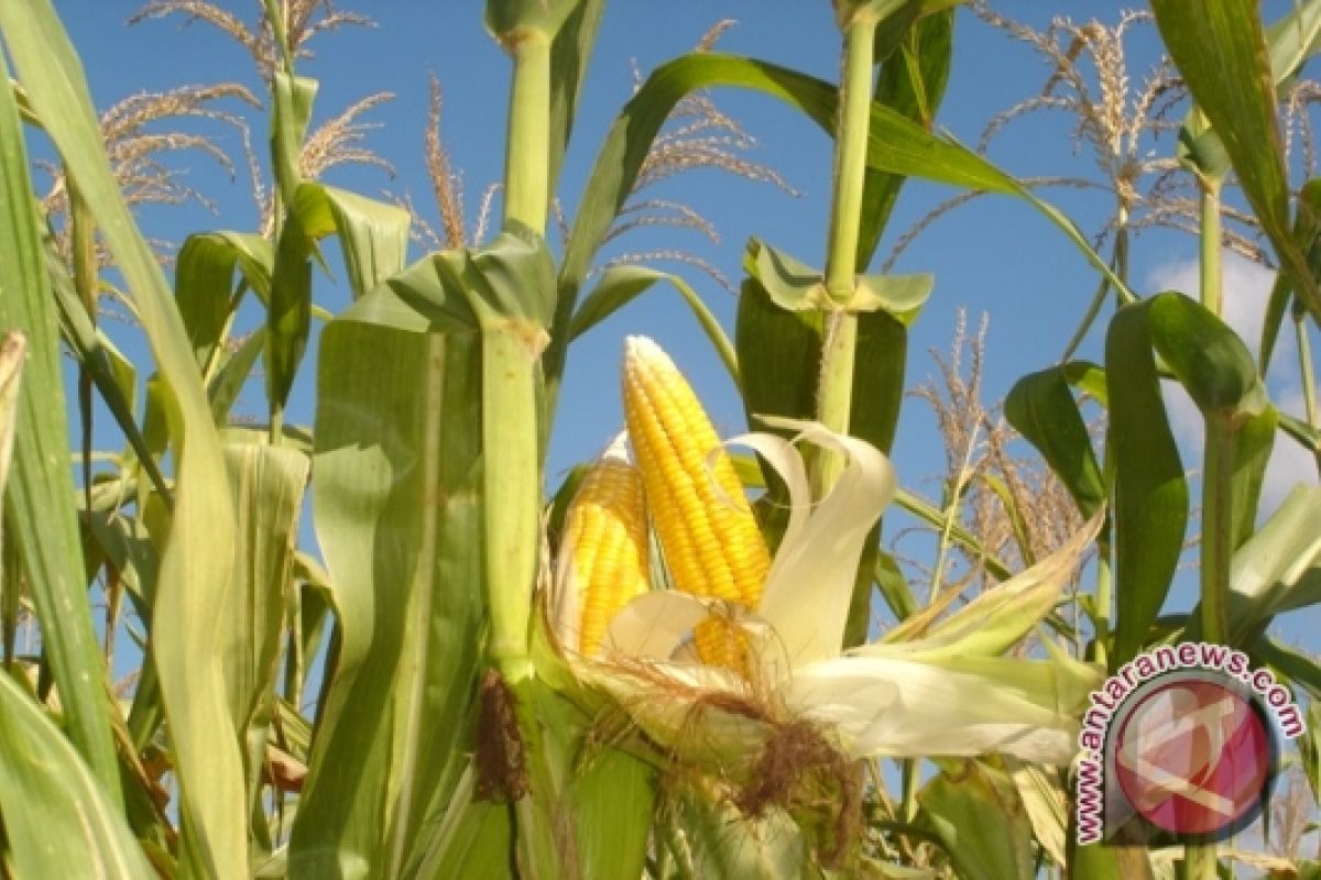Bengkulu siapkan 13 ribu hektare untuk jagung