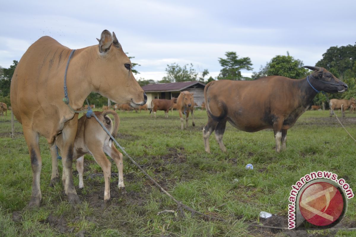 Kelompok Tani Penajam Dapat Bantuan Sapi