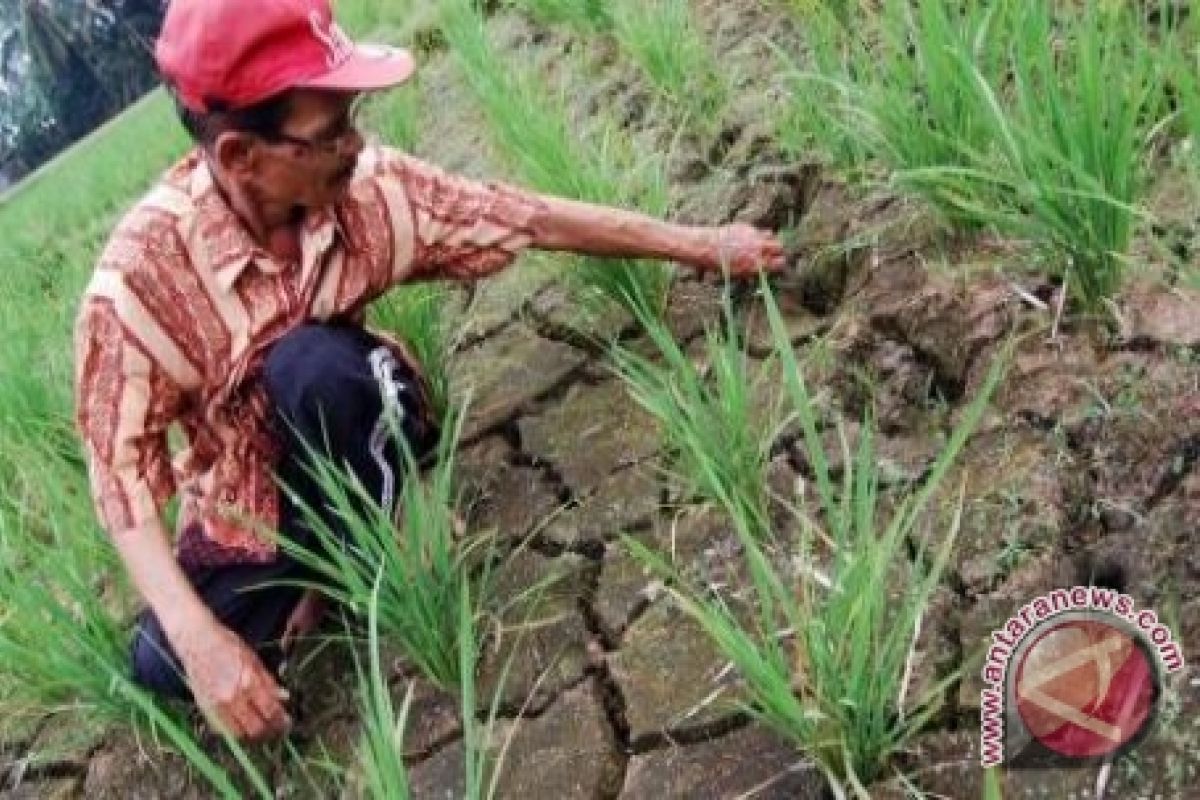 DPRD ingatkan Pemkab Kotabaru antisipasi gagal panen