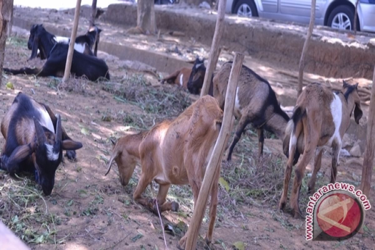 Hewan kurban kambing lebih dimintai di Bengkulu
