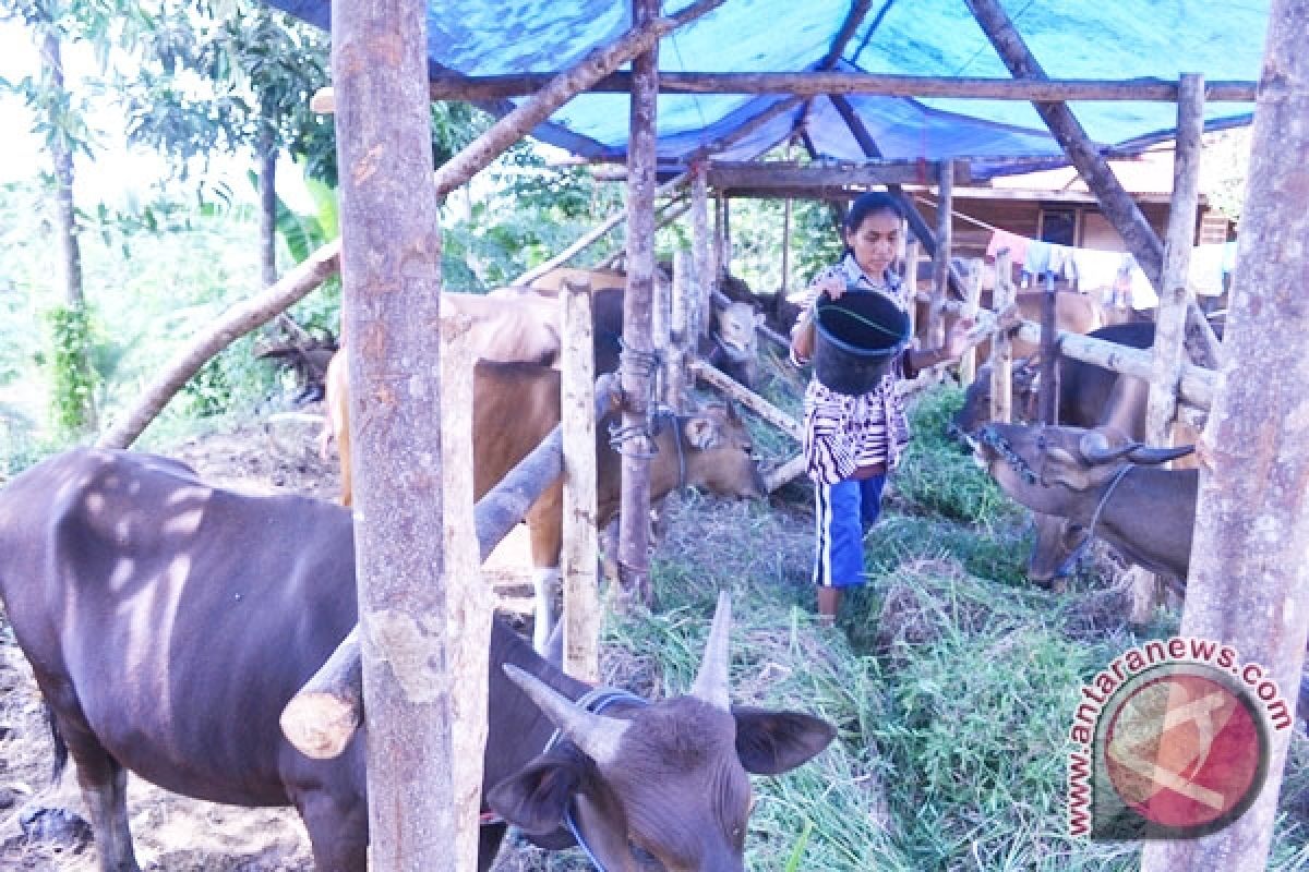 Peternak Rejanglebong buat pakan dari limbah kopi