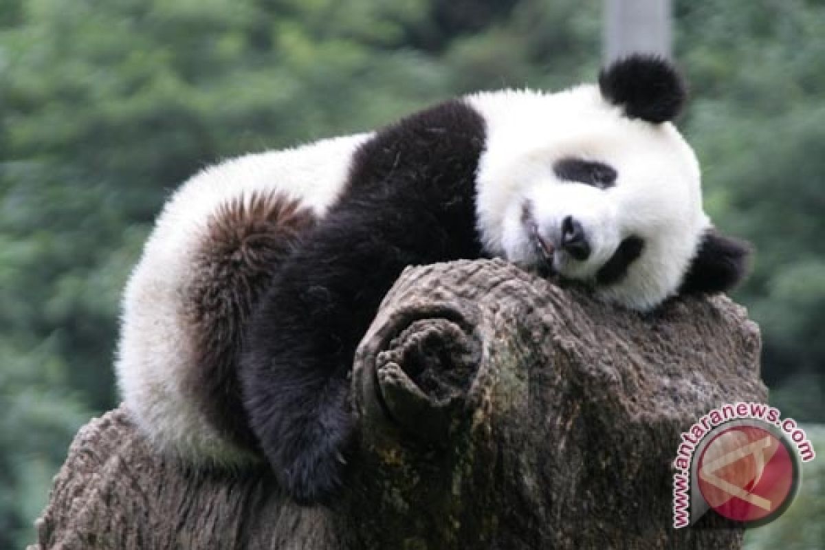Taman Safari Indonesia akan Tambah Koleksi Panda
