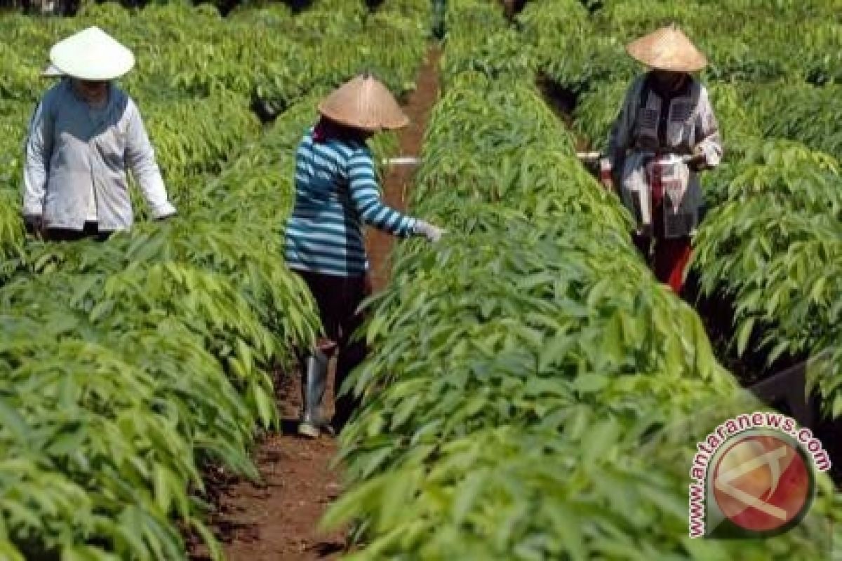 Peran swasta diharapkan dalam peremajaan karet