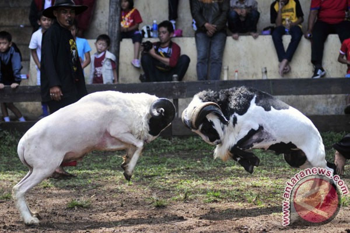 200 domba garut ikut lomba "peragaan busana"