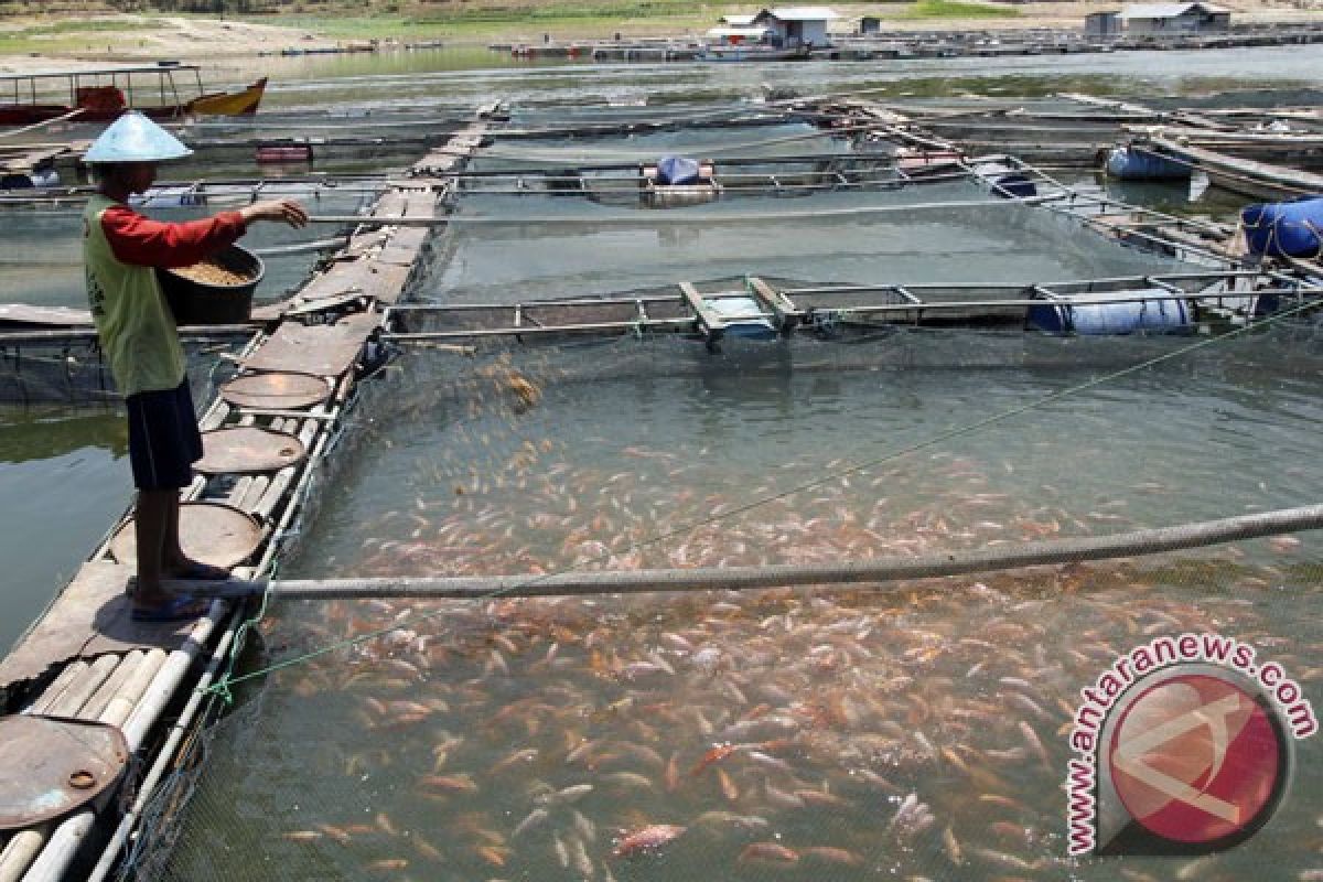 Cuaca panas turunkan produksi ikan Waduk Cengklik