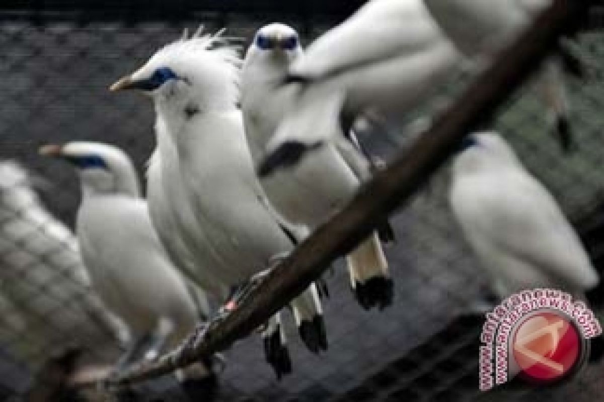 Bupati Badung Lepasliarkan Burung Jalak Bali