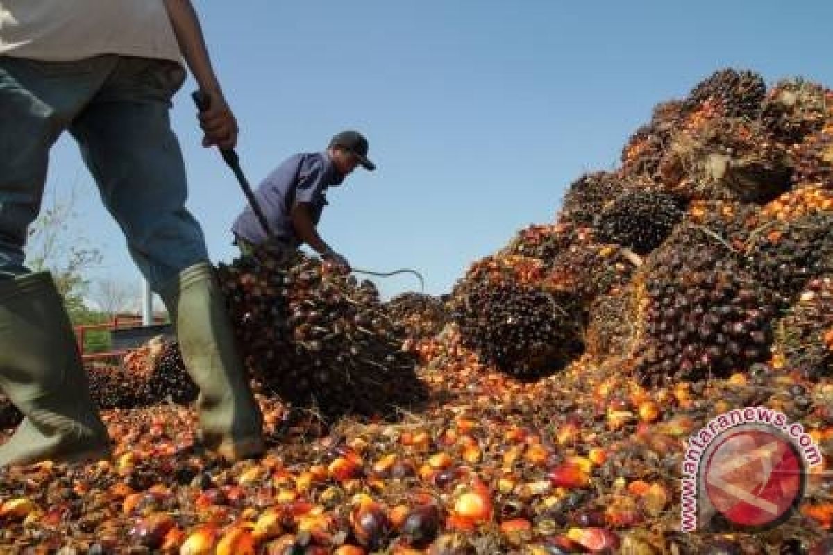 "Felda" harap RI-Malaysia tentukan harga sawit