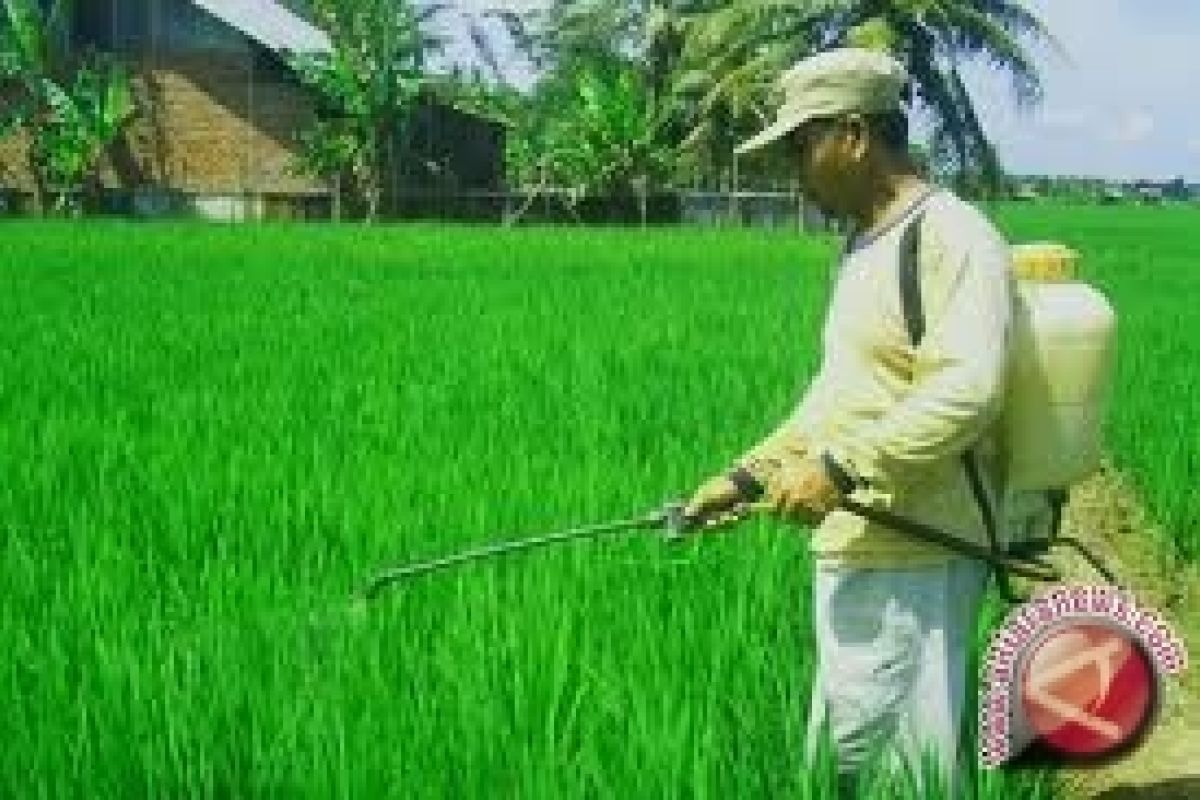 Produksi padi di Kalbar Turun 5,31Persen