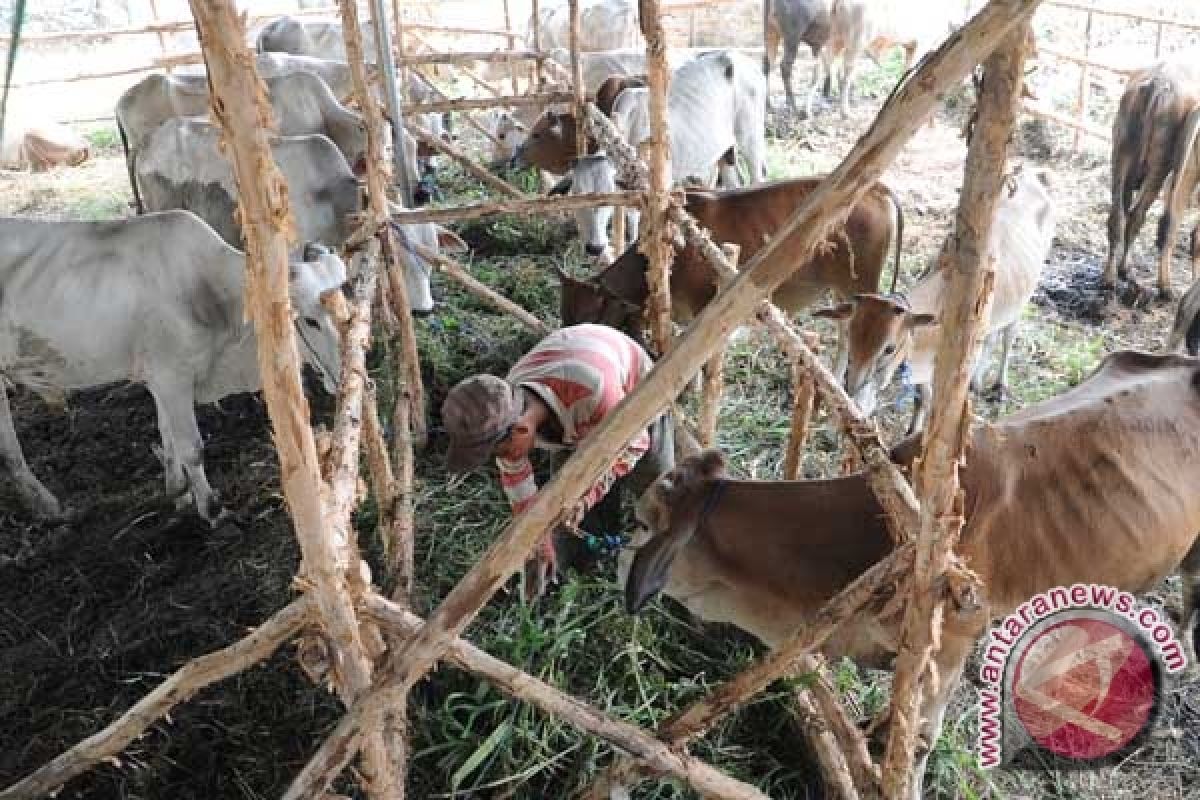 6.500 sapi siap potong masuk untuk stabilisasi