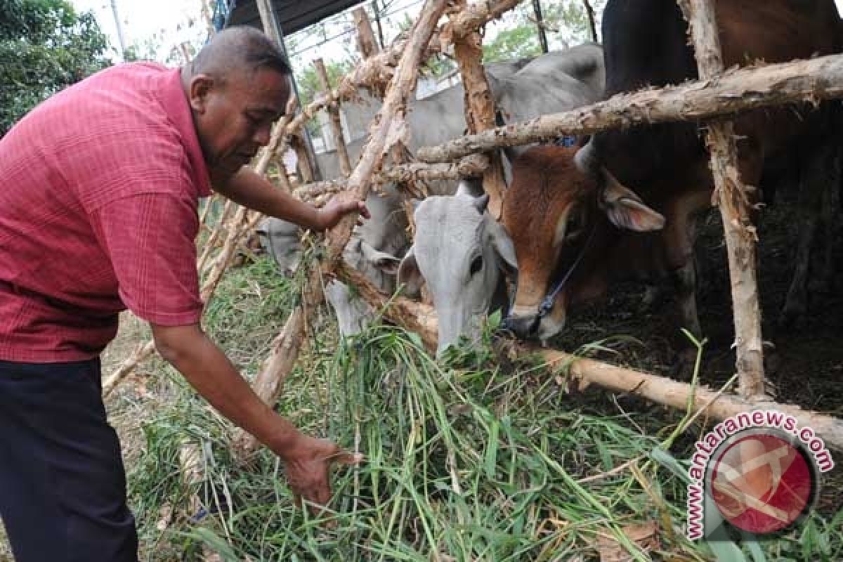 Pemkot Palembang optimalkan pengembangan ternak sapi