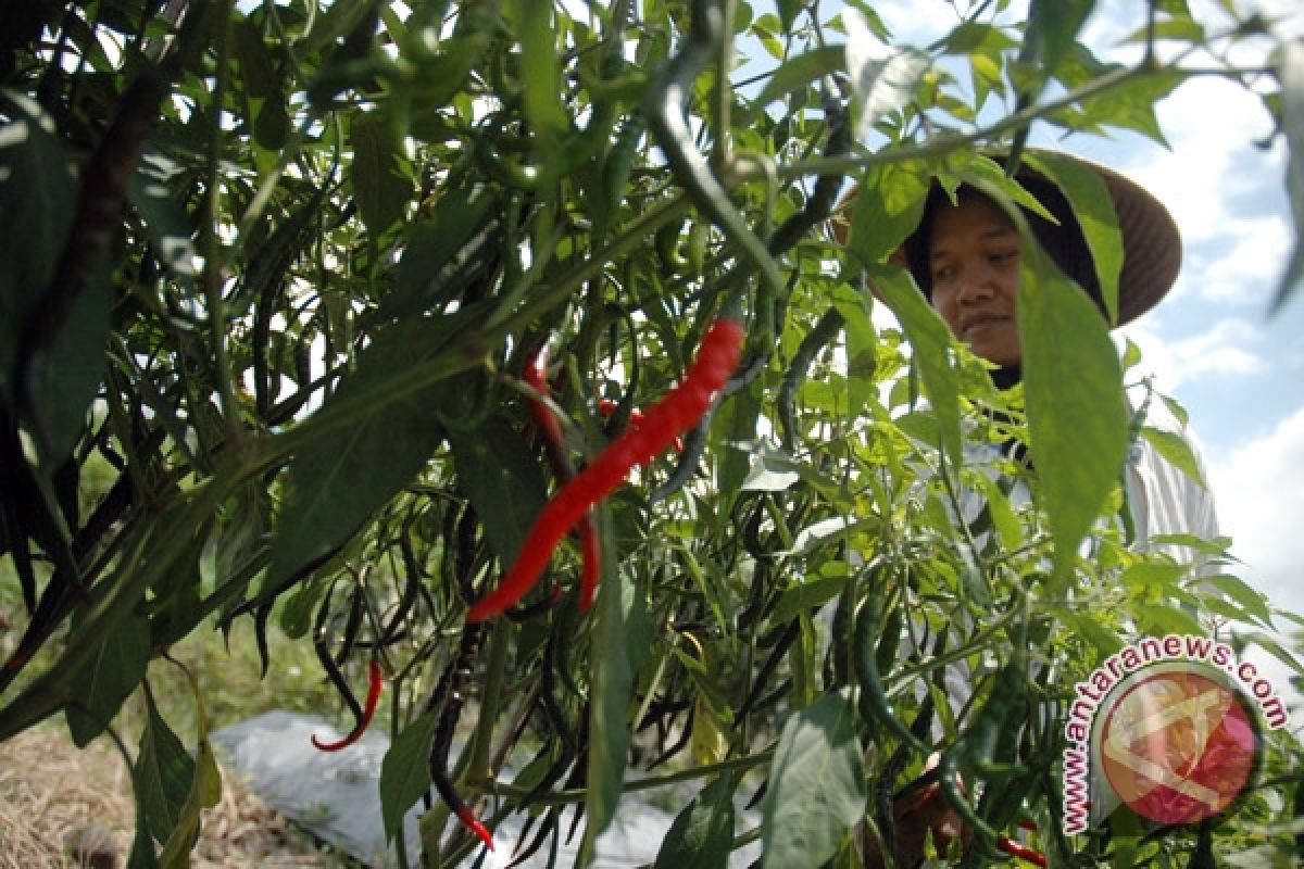 Produktivitas panen cabai petani Bantul menurun