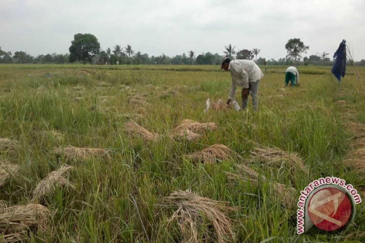 BMKG prakirakan musim kemarau Kaltim mulai awal Agustus