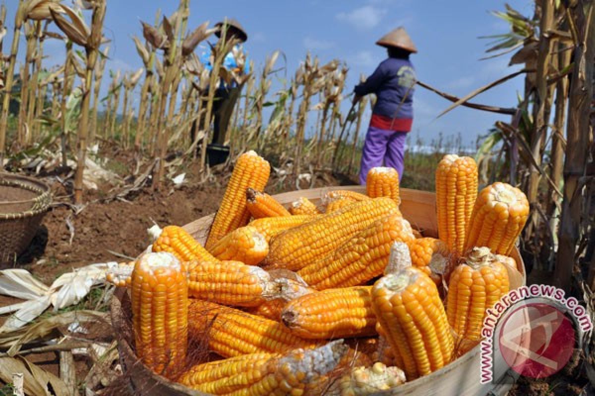 Produksi jagung di Bantul naik 6.262 ton