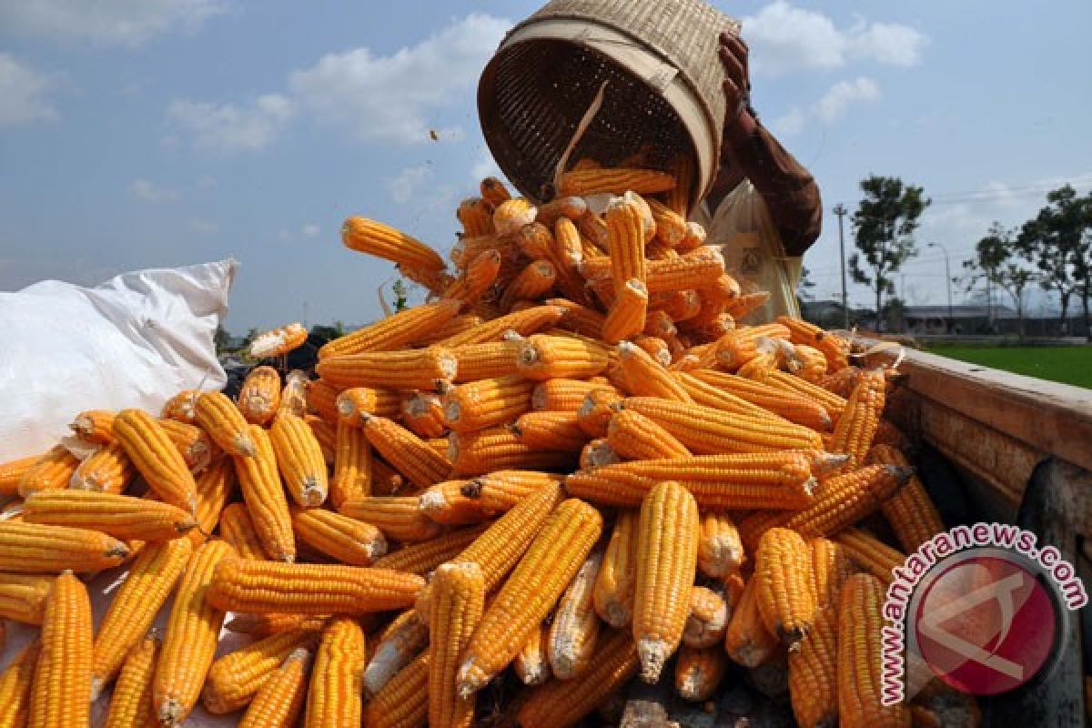 Sumut targetkan produksi jagung 1,494 juta ton