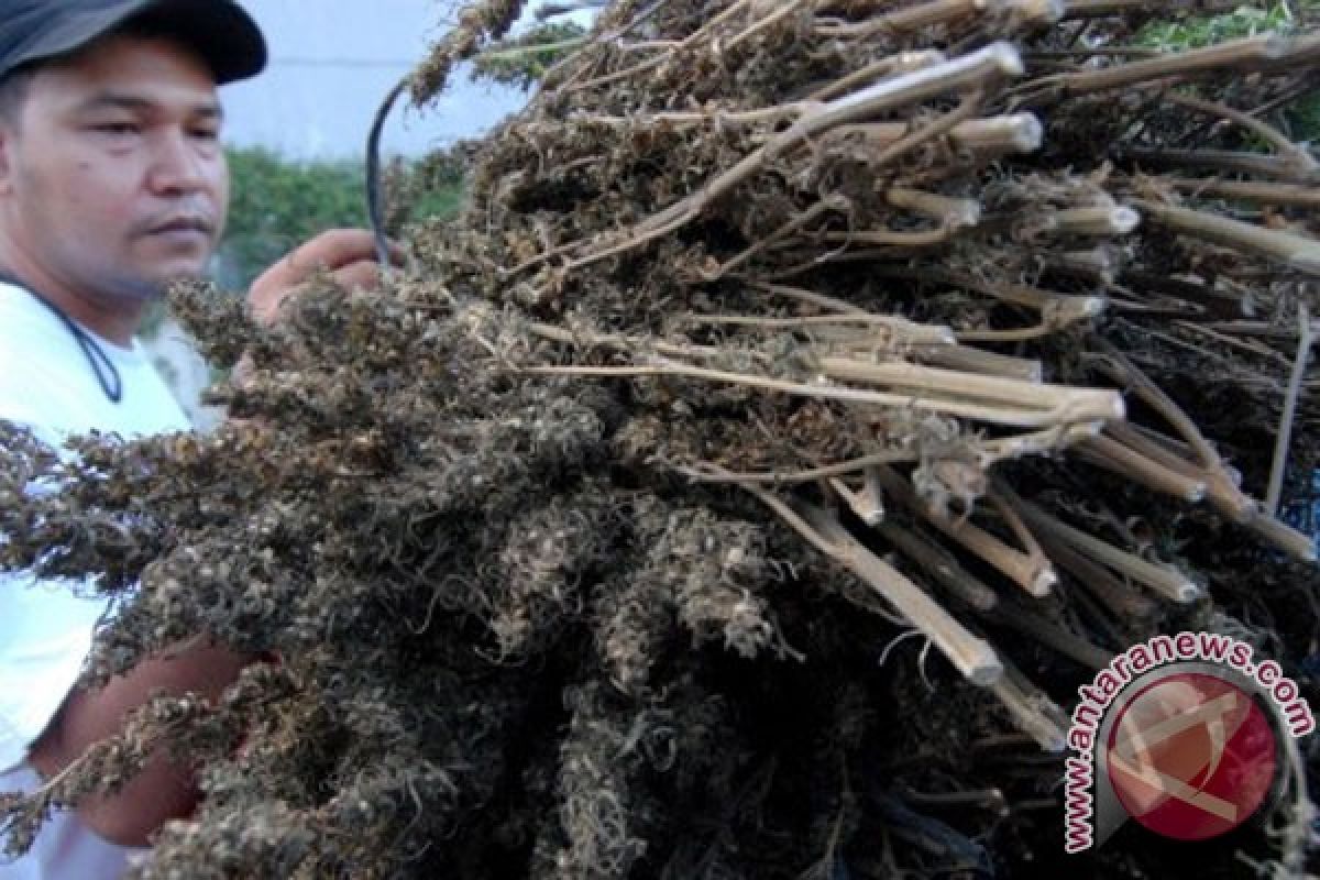 Polres Gunung Kidul  tangkap pengedar ganja 