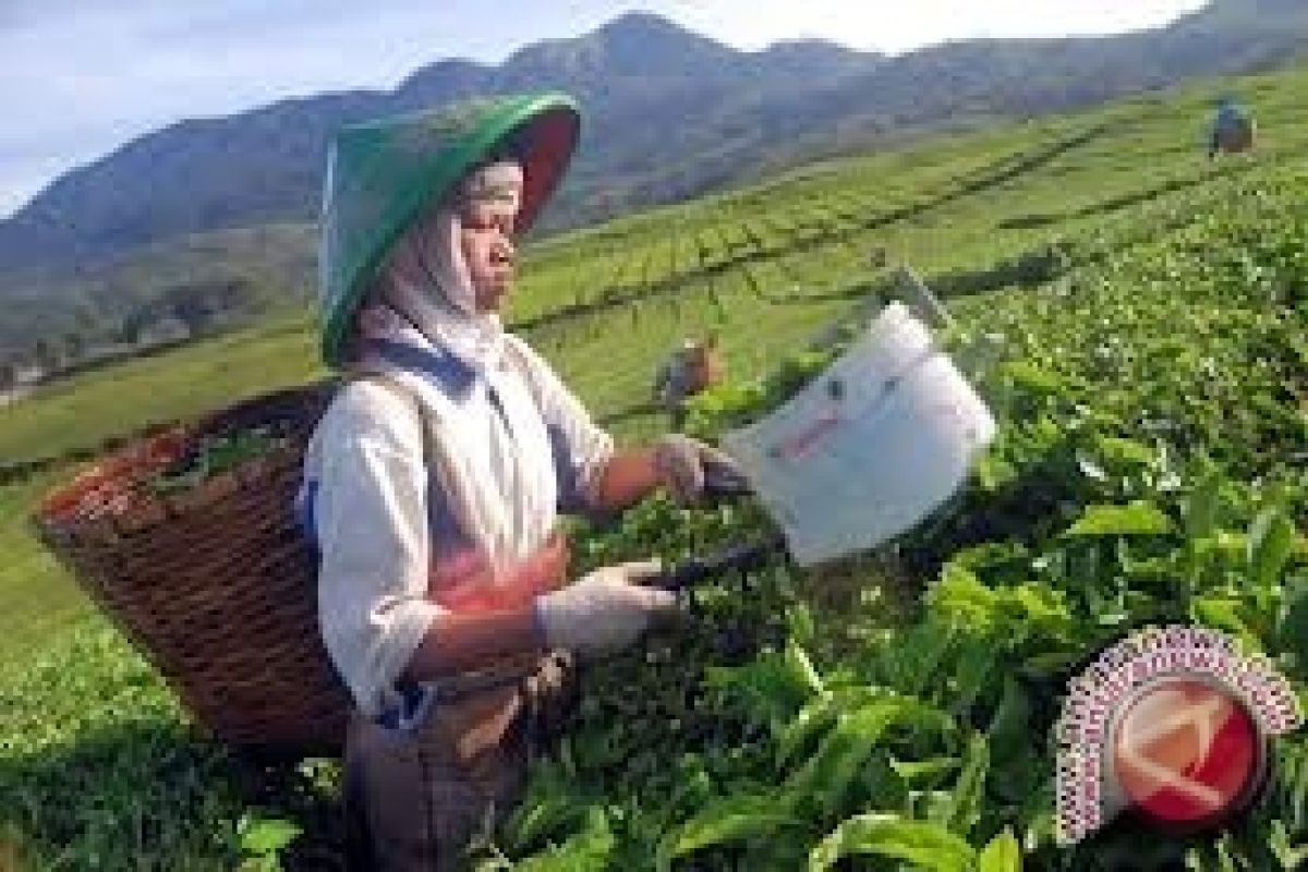 Petani Kulon Progo lakukan pemupukan tanaman teh 