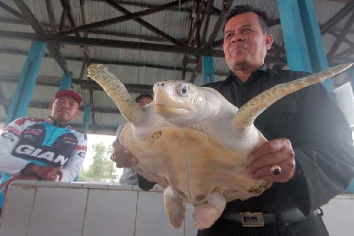 Masyarakat Mengeluh ,Konservasi Penyu Di Pariaman Tidak Terurus