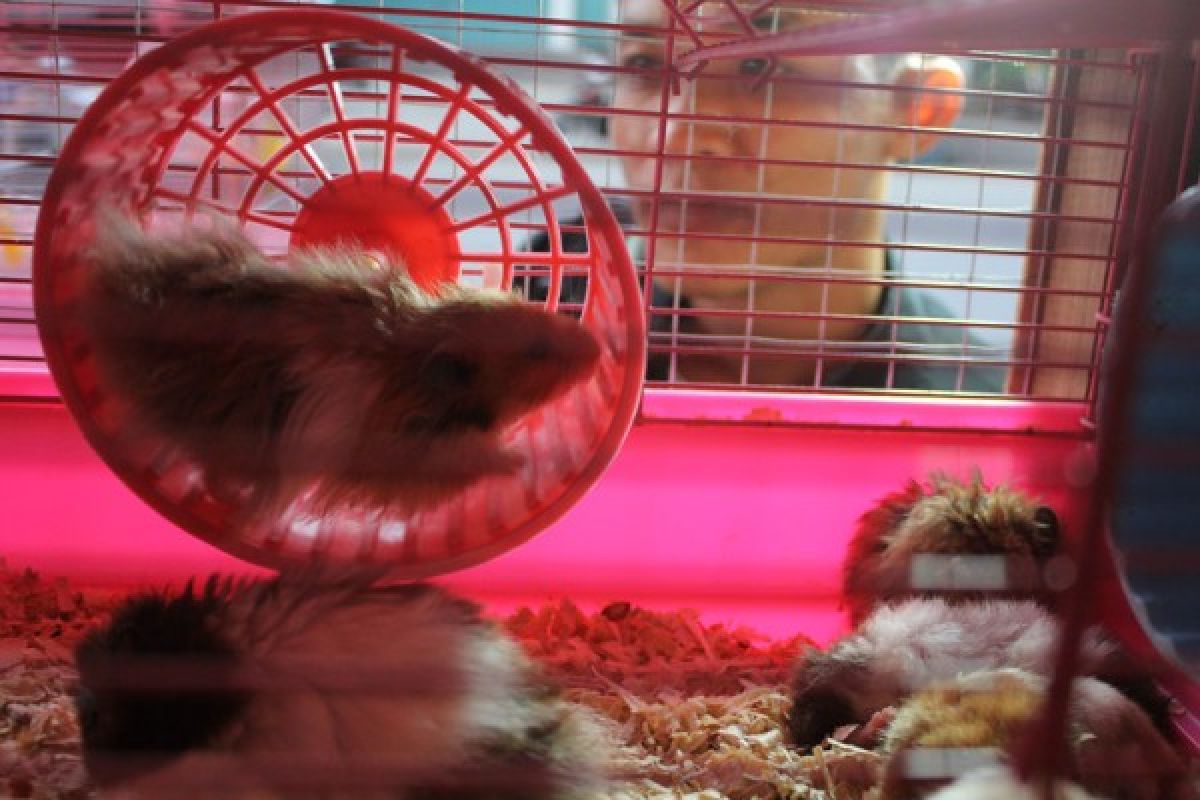 Hong Kong akan musnahkan 2.000 hamster, Oh No!