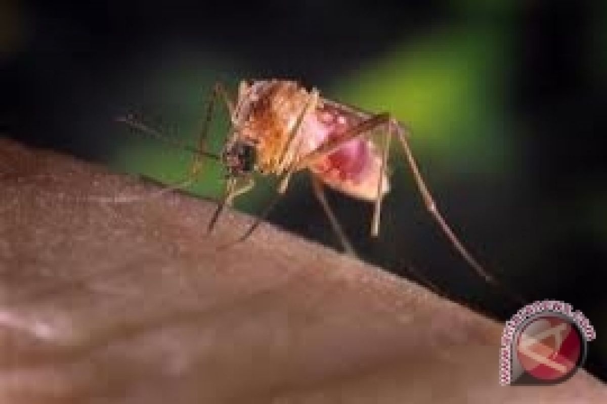  Virus West Nile Tewaskan 12 Warga Amerika         