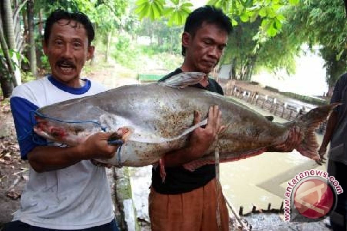 Sumatera Selatan bidik pasar ekspor ikan patin
