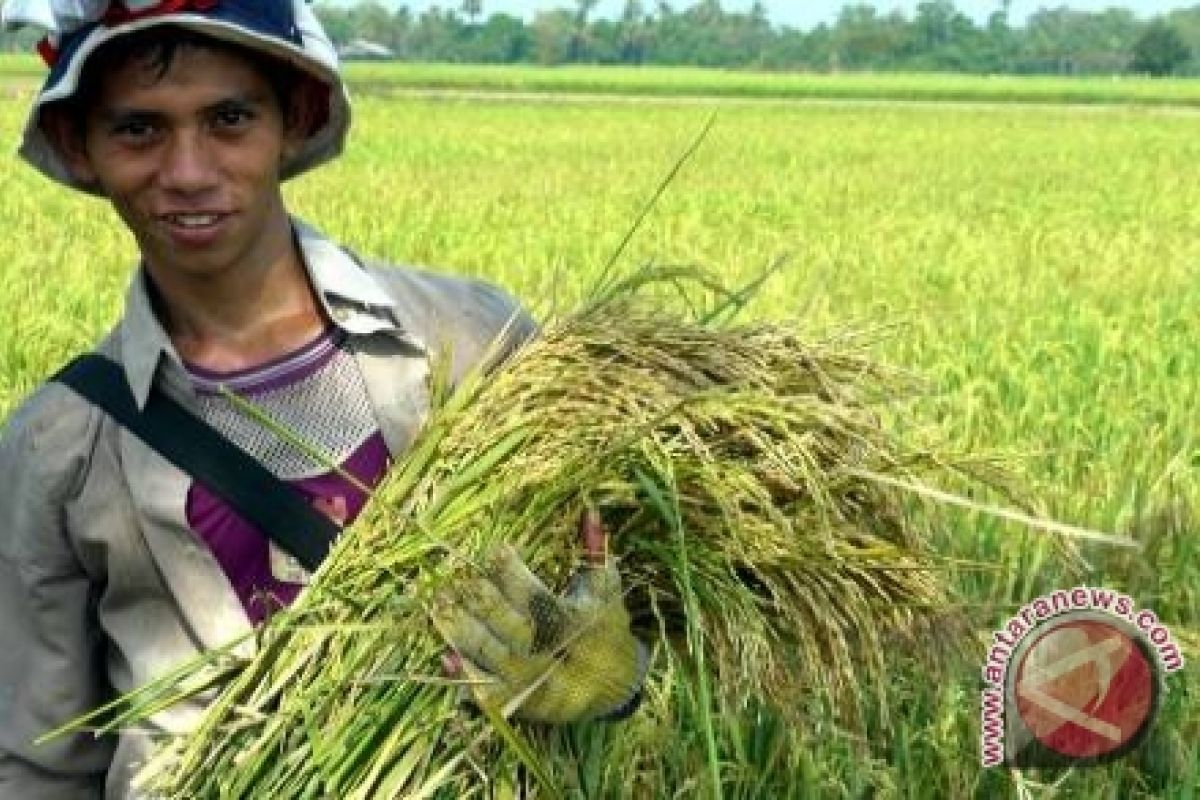 Tanah Bumbu develops superior paddy