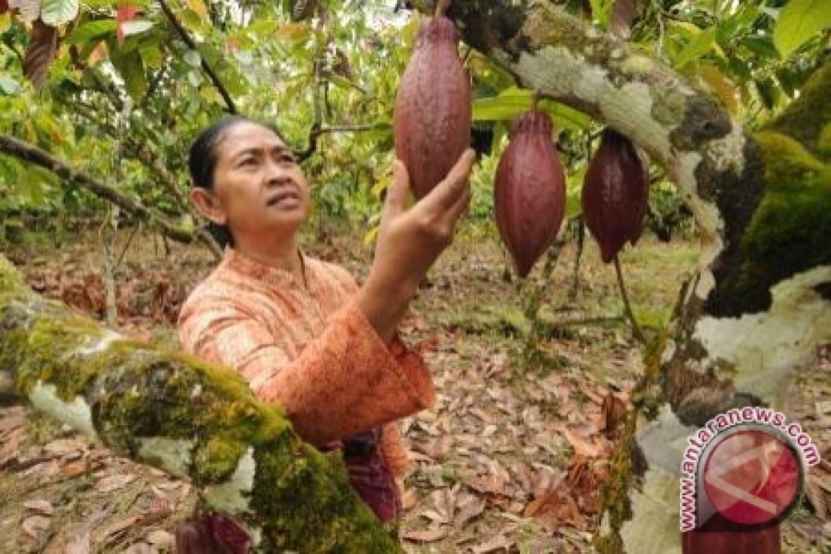 Komoditas kakao jadi tanaman sela 