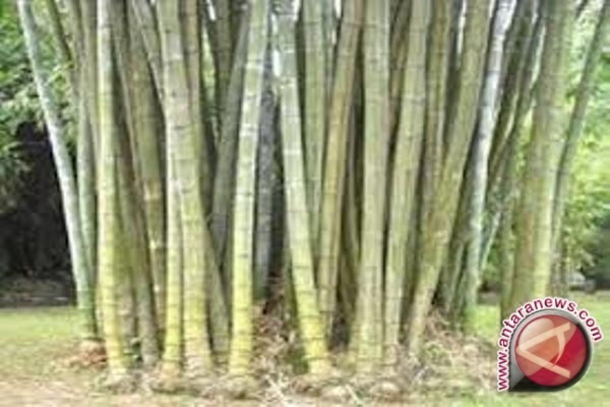 Bupati Sigi Budi Dayakan Tanaman Bambu 