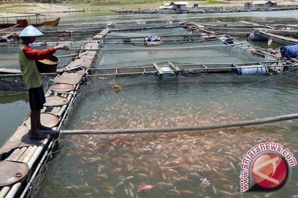 BBI Bantul produksi 2,6 juta bibit ikan 