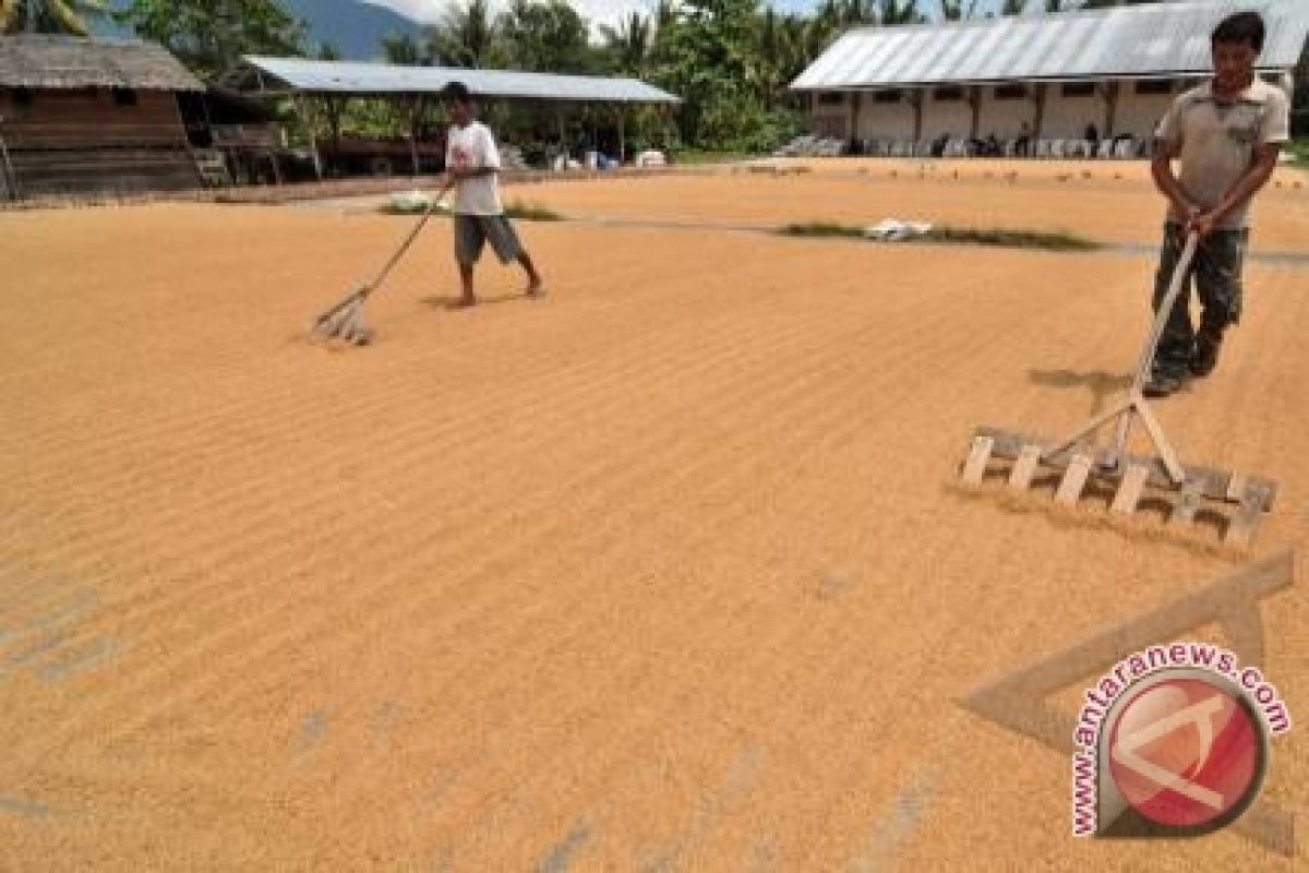 Harga Gabah Kalsel Juli Turun 3,03 Persen