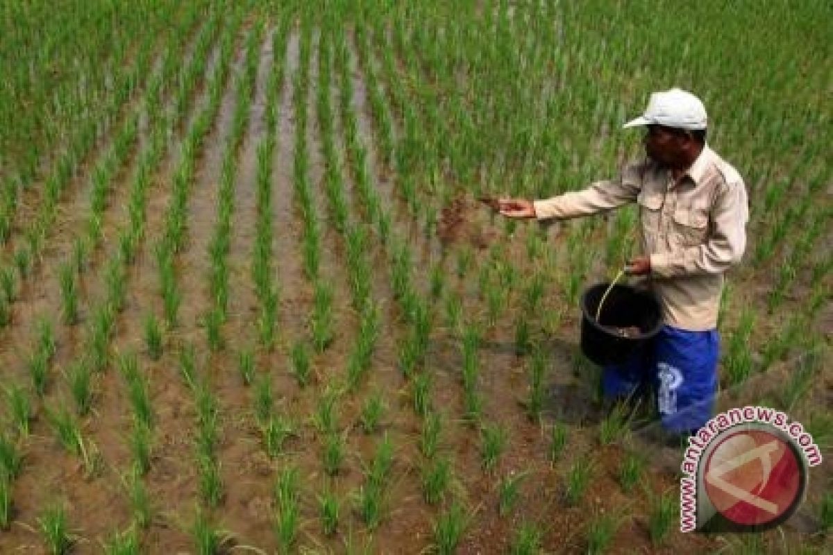 Kadistan Kalsel: Pupuk Tidak Langka