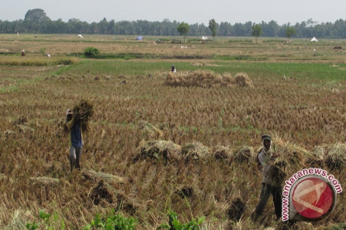 Produksi Padi Lampung Selatan Anjlok