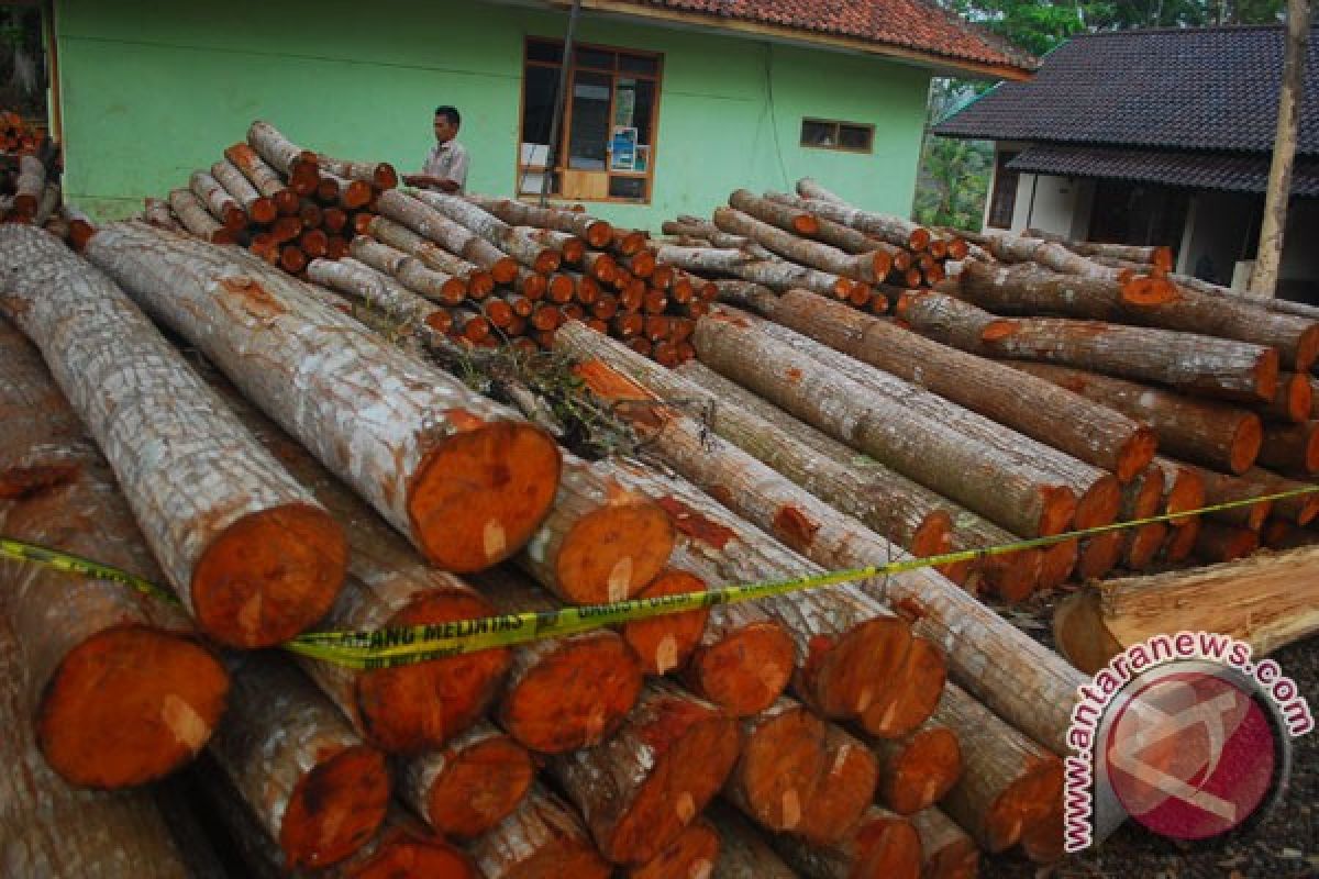 450 ton kayu ilegal cagar biosfer disita satgas