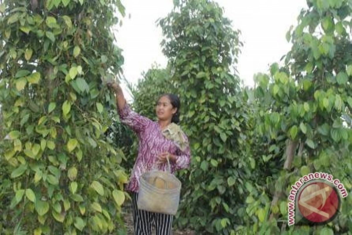 Petani di Kabupaten Bangka Tengah Keluhkan Harga Lada Anjlok