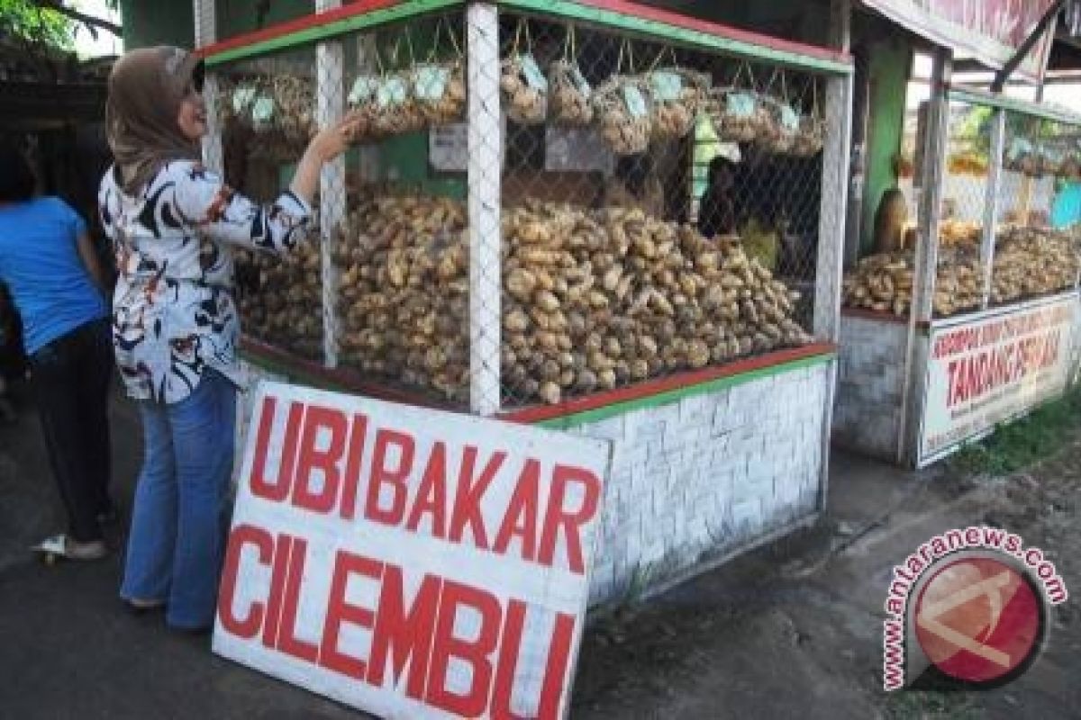 Ubi cilembu merambah ke bengkulu