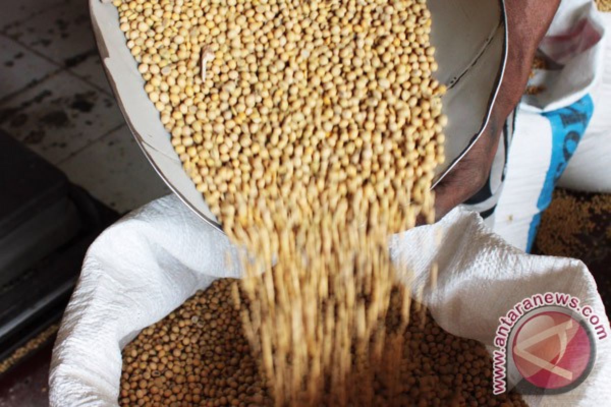 Southeast Sulawesi promotes soybean cultivation