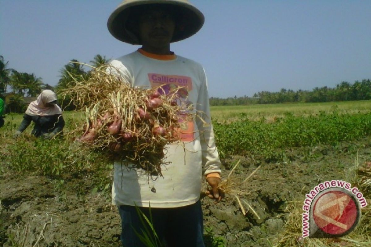 Puluhan hektare tanaman bawang merah diserang ulat