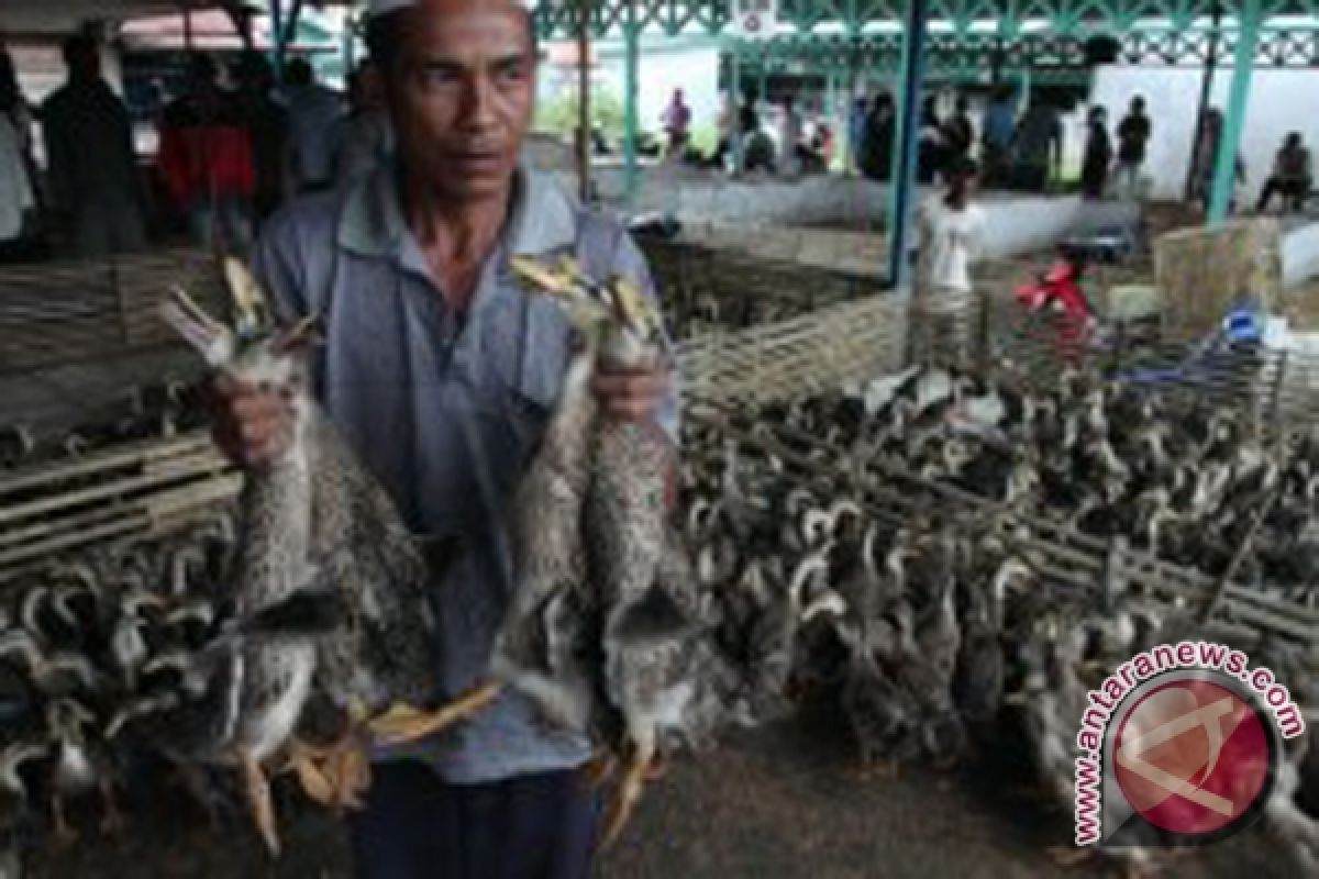  Bebek Mendapat Pengawasan Ketat 