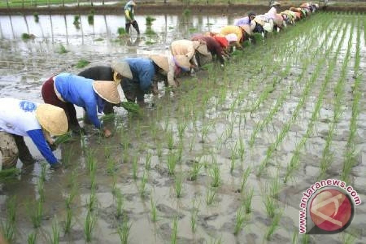 Dishut Bangka Barat Dukung Upaya Perluasan Sawah