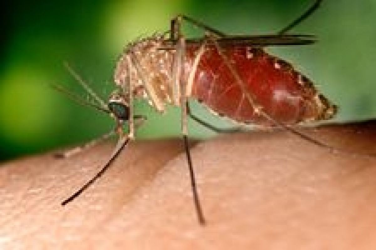 Yunani laporkan kasus virus West Nile pertama tahun ini