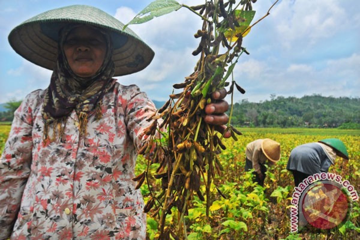 Banyumas targetkan swasembada kedelai pada 2013