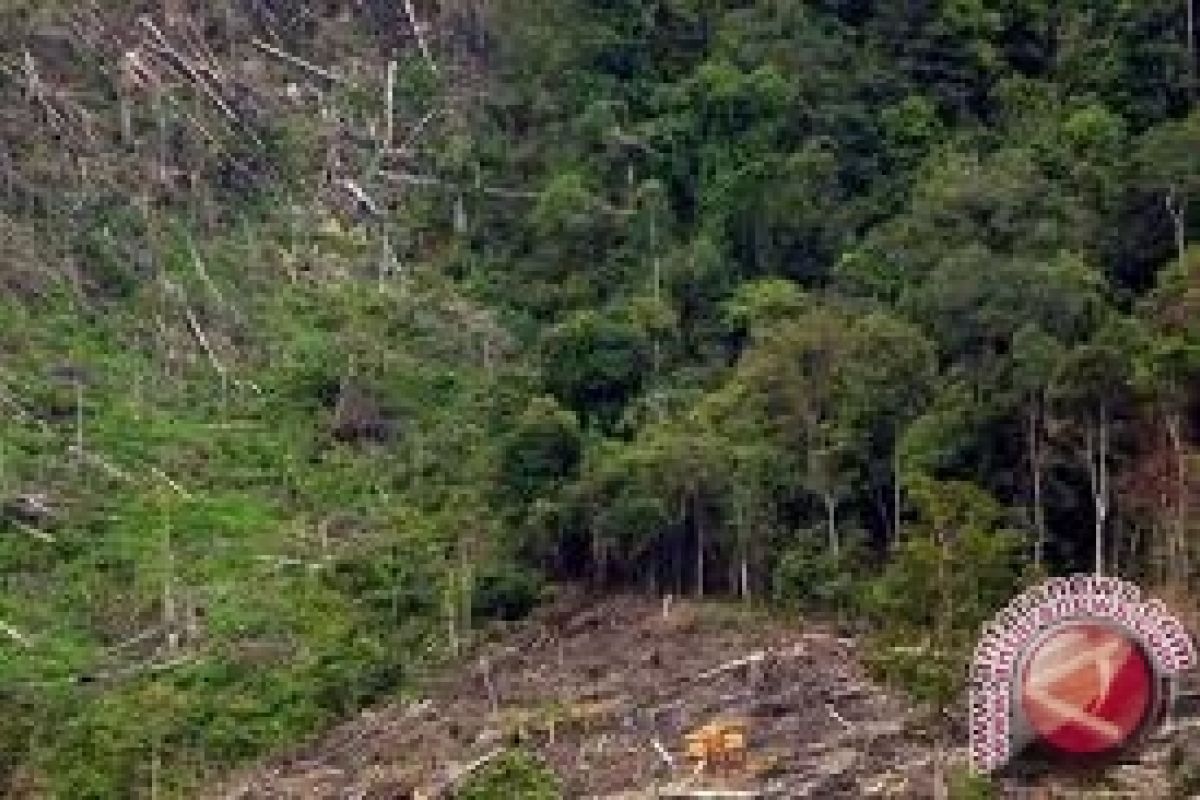 Bantul pertahankan hutan negara seluas 1.041,2 hektare