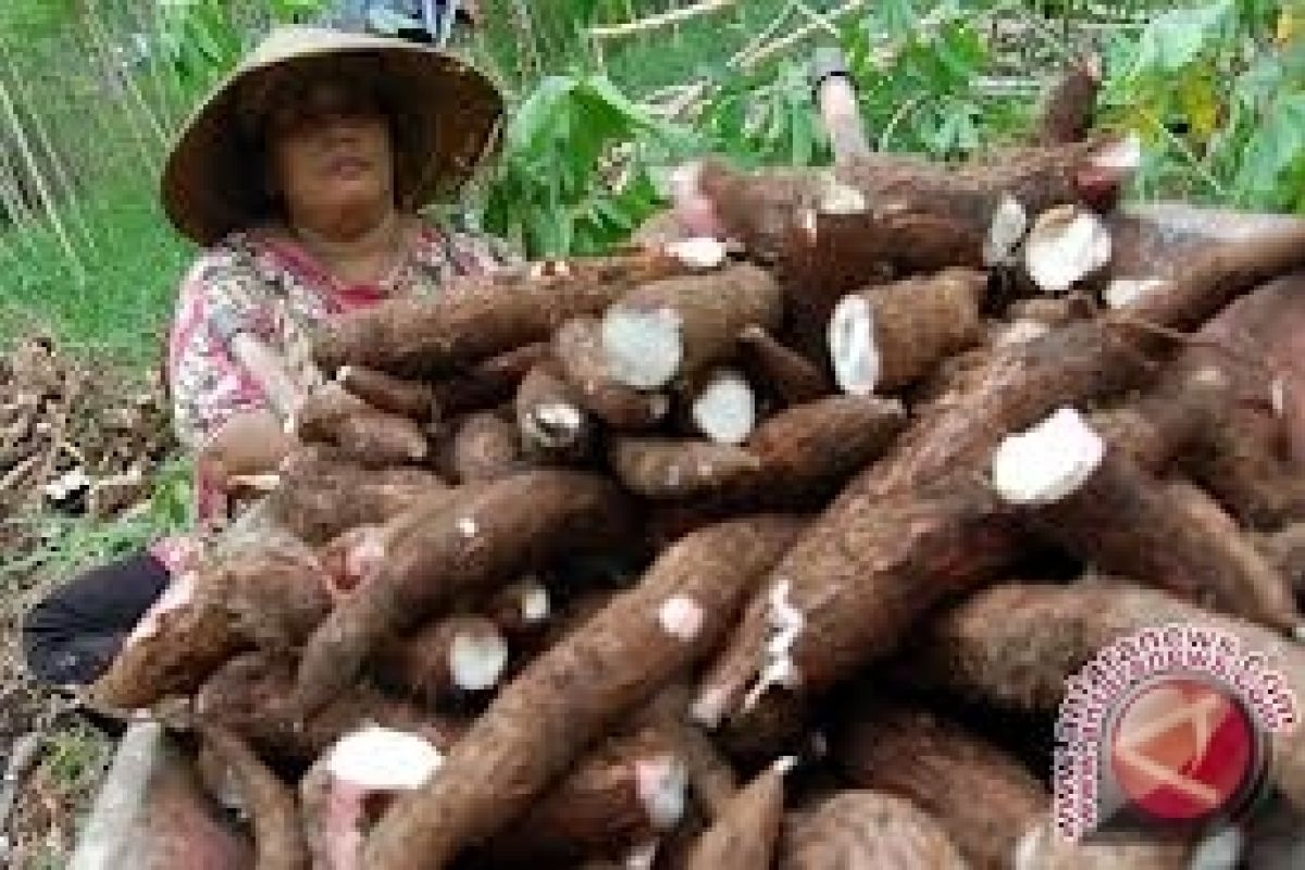 Yogyakarta-Kodim 0734 meningkatkan produksi tanaman pangan 