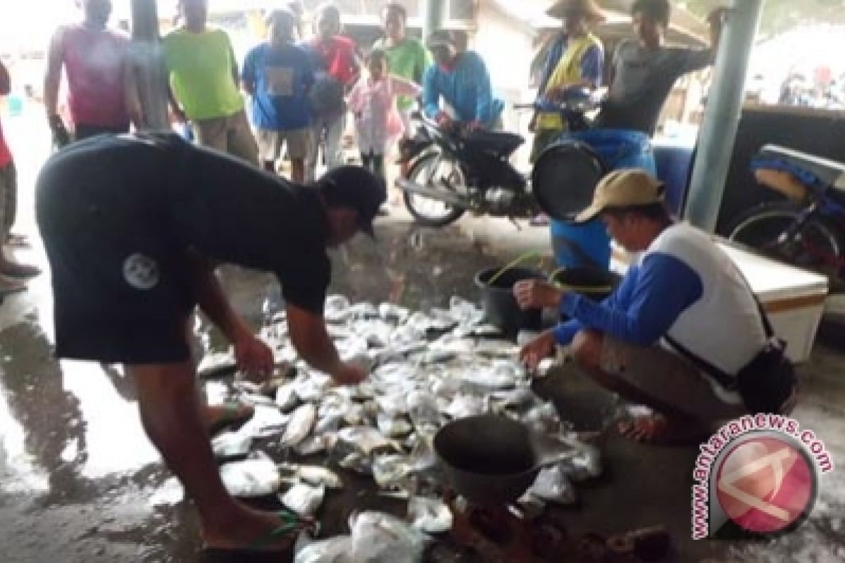 Nelayan Kulon Progo panen ikan bawal 