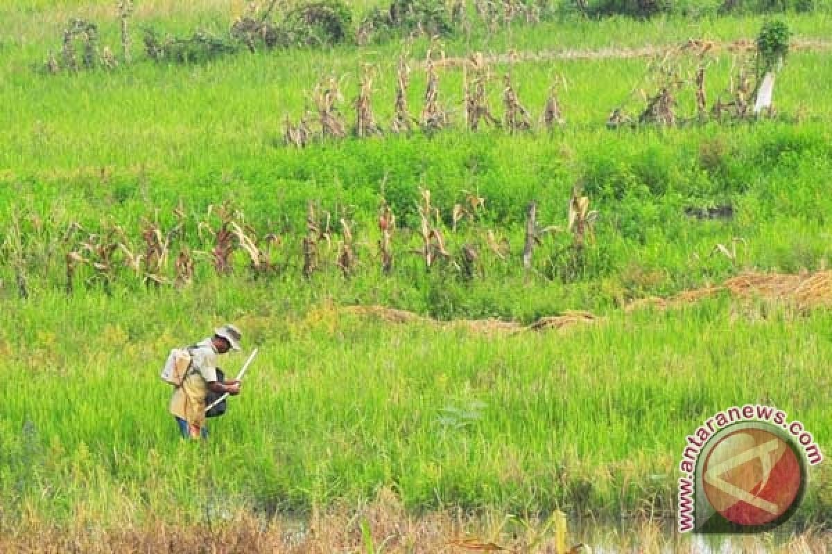 Lahan sawah Palembang hanya tergarap 65 persen 