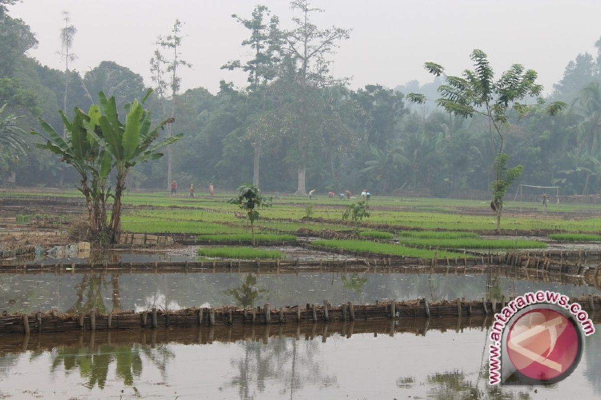 Realisasi Tanam Padi Banjar Capai 72,5 Hektare 