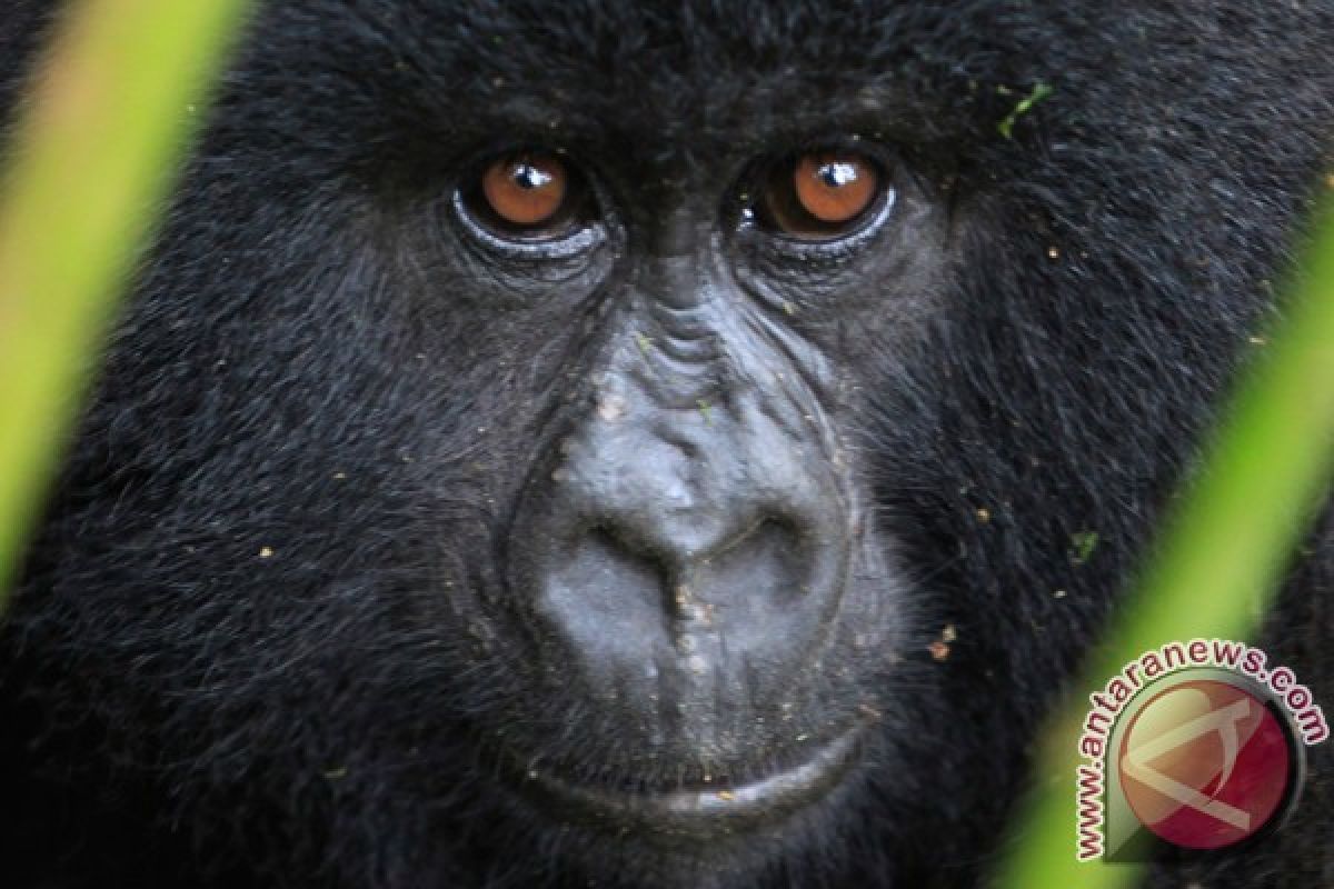 Rwanda, Uganda dan Kongo luncurkan sensus gorila