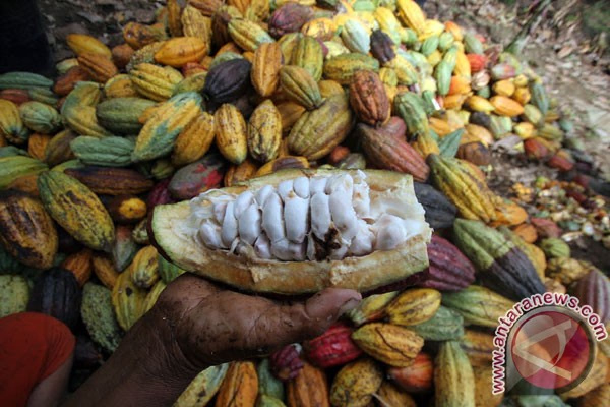 Produksi kakao cenderung stagnan
