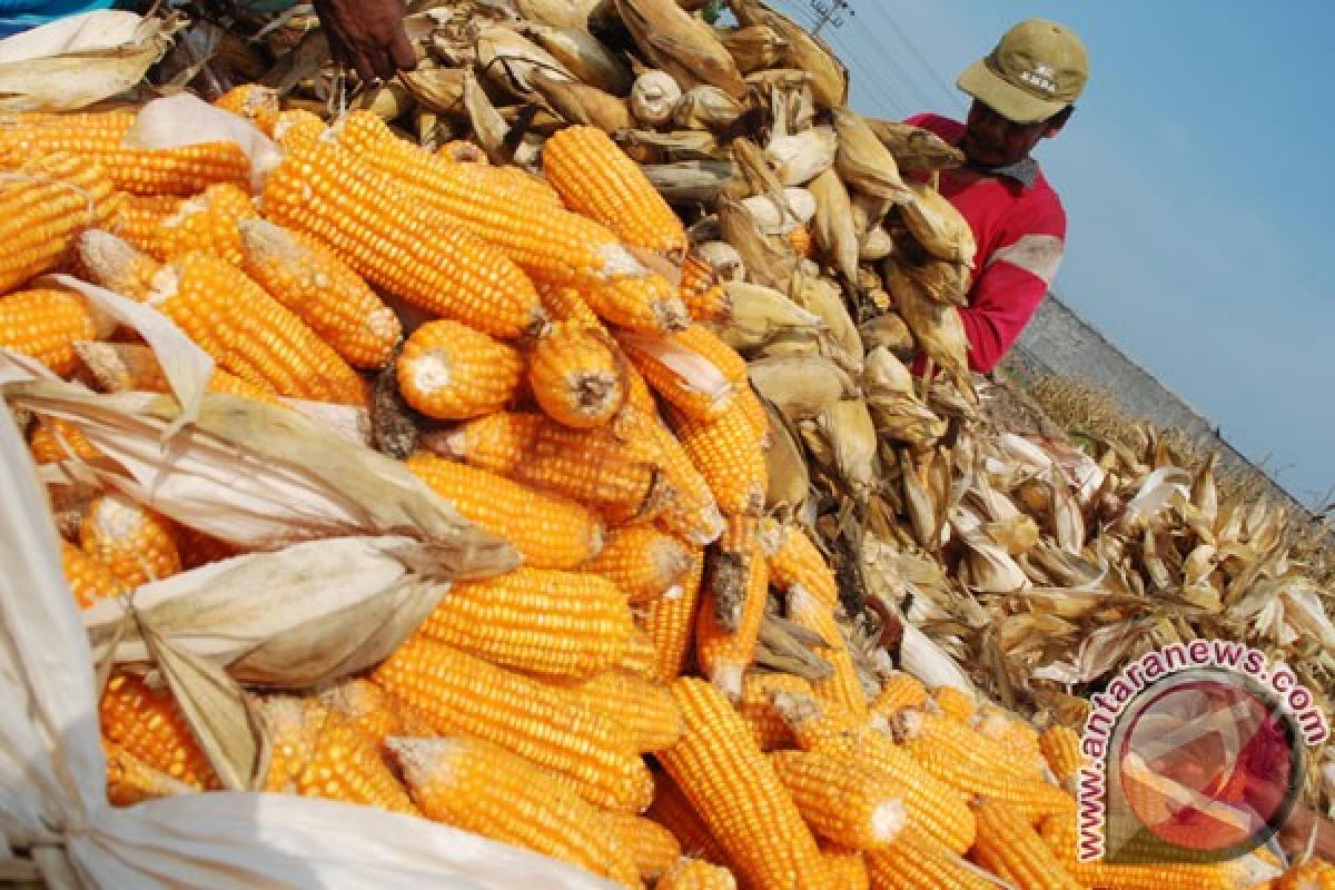 Daerah tertinggal di Sumbar dijadikan sentra jagung