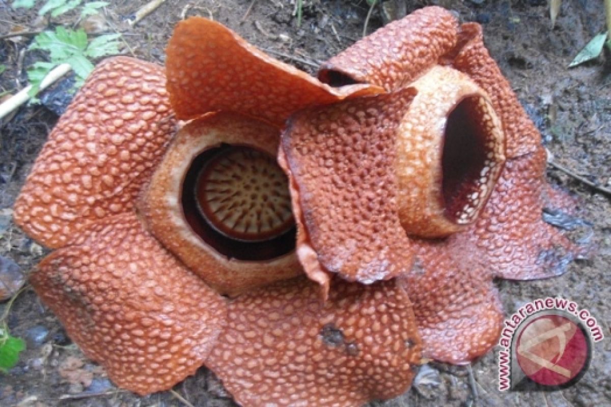 Rafflesia 